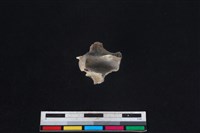 獐骨藏品圖，第2張