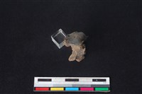 獐骨藏品圖，第2張