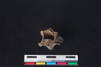 獐骨藏品圖，第3張