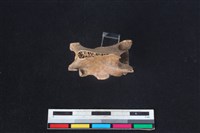 獐骨藏品圖，第2張