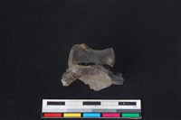 獐骨藏品圖，第1張