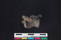 獐骨藏品圖，第2張