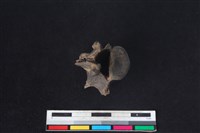 獐骨藏品圖，第3張