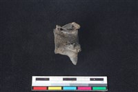 獐骨藏品圖，第1張