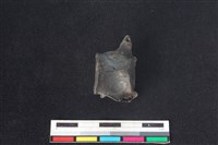 獐骨藏品圖，第2張