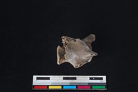 獐骨藏品圖，第2張