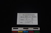 鹿科骨藏品圖，第3張
