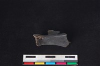 鹿科骨藏品圖，第1張