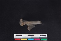 鹿科骨藏品圖，第2張