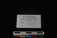 鹿科骨藏品圖，第3張