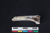 山羌骨藏品圖，第1張