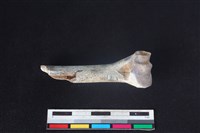 山羌骨藏品圖，第2張