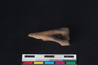 山羌骨藏品圖，第1張