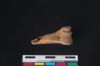 山羌骨藏品圖，第2張