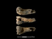 山羌骨藏品圖，第1張