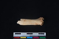 山羌骨藏品圖，第1張