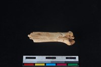 山羌骨藏品圖，第2張