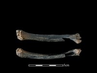 山羌骨藏品圖，第1張