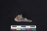 山羌骨藏品圖，第1張