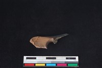 山羌骨藏品圖，第2張