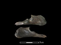 山羌骨藏品圖，第1張