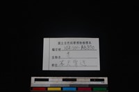 山羌骨藏品圖，第3張