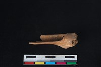 山羌骨藏品圖，第2張