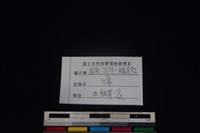 獐骨藏品圖，第3張
