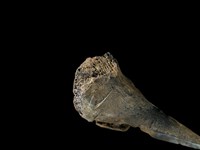 山羌骨藏品圖，第1張