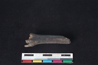 山羌骨藏品圖，第1張