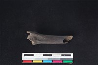 山羌骨藏品圖，第2張