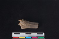 山羌骨藏品圖，第1張