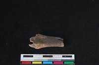 山羌骨藏品圖，第2張