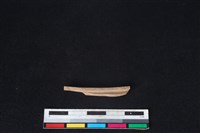 山羌骨藏品圖，第2張