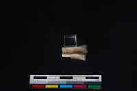 山羌骨藏品圖，第2張