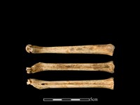 山羌骨藏品圖，第1張