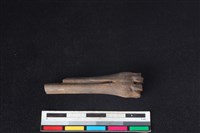 山羌骨藏品圖，第1張