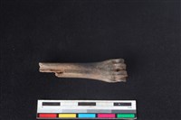 山羌骨藏品圖，第2張