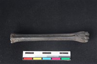 山羌骨藏品圖，第1張