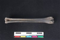 山羌骨藏品圖，第2張