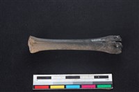 山羌骨藏品圖，第1張