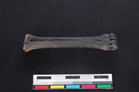 山羌骨藏品圖，第2張