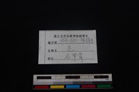 山羌骨藏品圖，第3張