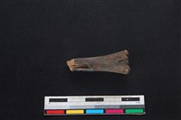 鹿科骨藏品圖，第2張