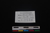 鹿科骨藏品圖，第3張