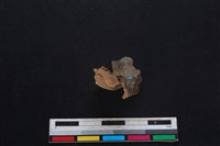 山羌骨藏品圖，第1張