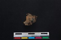 山羌骨藏品圖，第2張