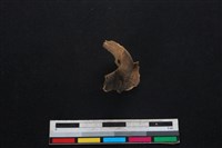 山羌骨藏品圖，第3張