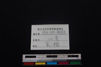 山羌骨藏品圖，第4張