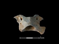 鹿科骨藏品圖，第2張